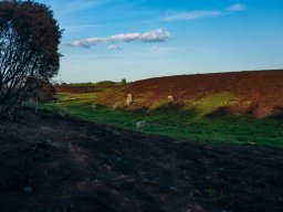 IMGP4924_Graesset spirer hurtigt frem igen